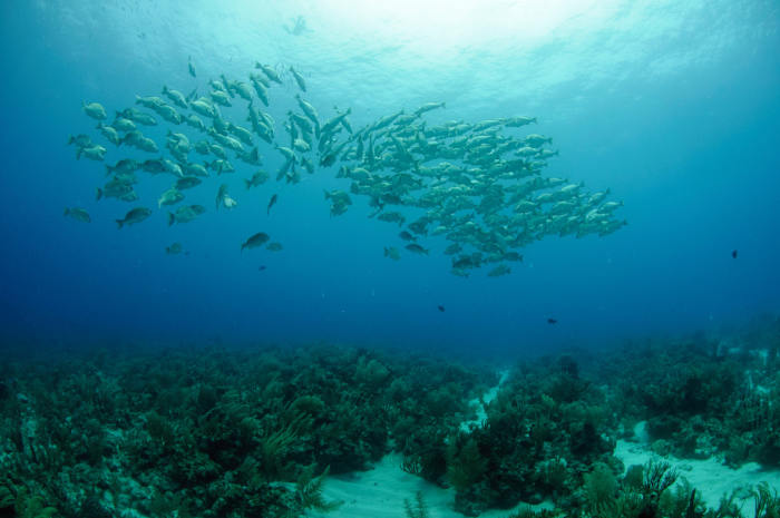 Crystal clear waters of Belize